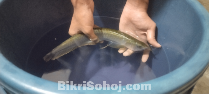 Silver arowana